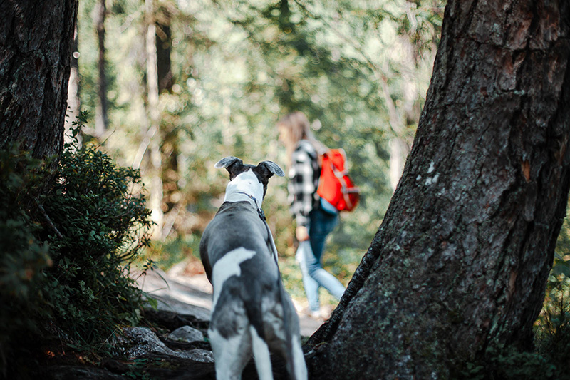 Watzmannhaus Aufstieg