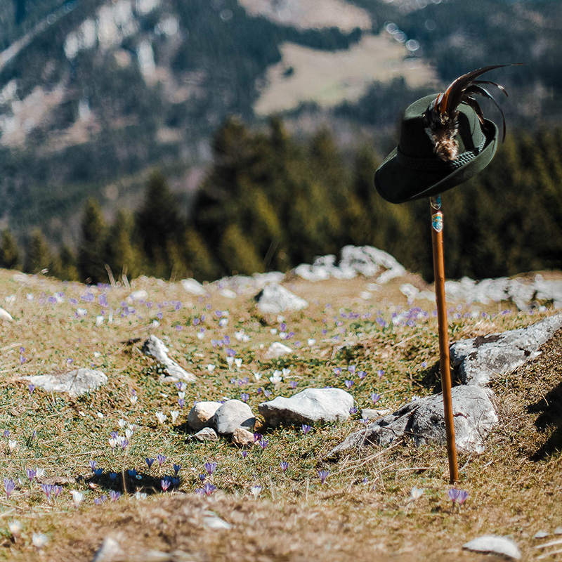 Krokusblüte auf der Daffnerwandalm